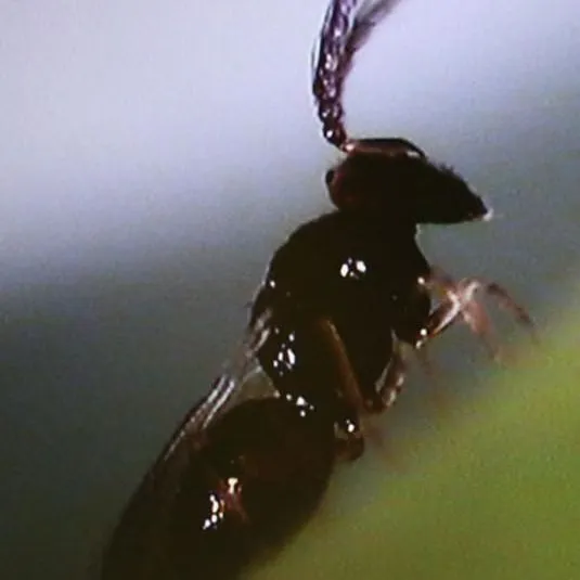 thumbnail for publication: An Asian Citrus Pysllid Parasitoid Tamarixia radiata (Waterston) (Insecta: Hymenoptera: Eulophidae)